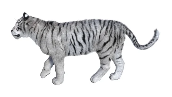 3D Rendering White Tiger on White — Stock Photo, Image
