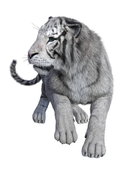 3D renderização tigre branco no branco — Fotografia de Stock