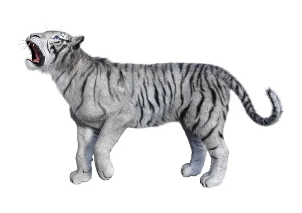 3D Rendering tigre bianca su bianco — Foto Stock