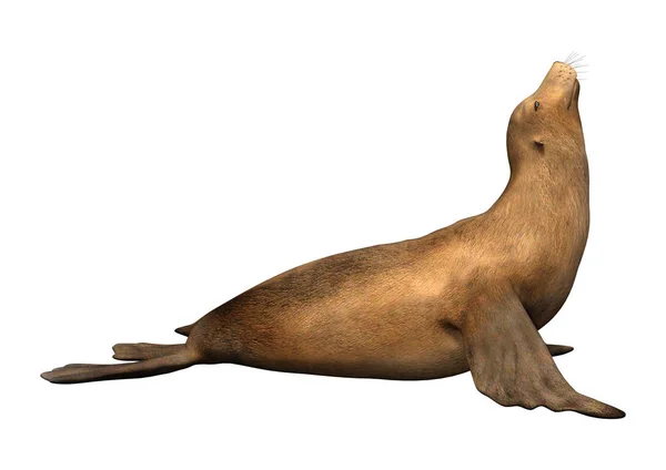 3D rendering Harbor Seal op wit — Stockfoto