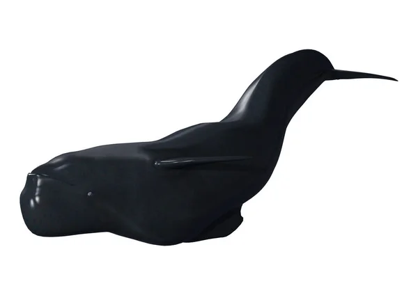 3D Rendering vitello balena pilota su bianco — Foto Stock
