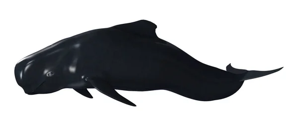 3D Rendering Pilot Whale Calf on White — Stock Photo, Image