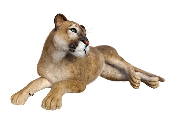3D Rendering Big Cat Puma on White — Stock Photo, Image