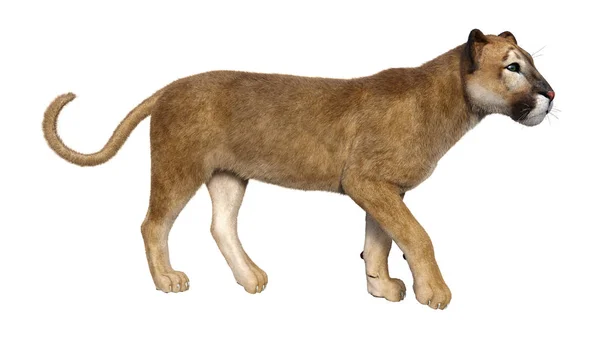 3D rendering Big Cat Puma op wit — Stockfoto
