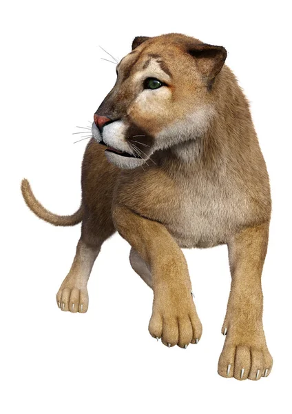 3D Rendering Big Cat Puma on White — Stock Photo, Image