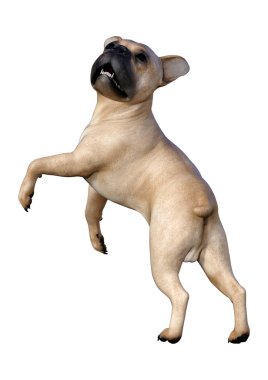 Beyaz üzerinde 3D render Fransız Bulldog