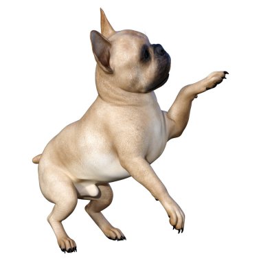 Beyaz üzerinde 3D render Fransız Bulldog