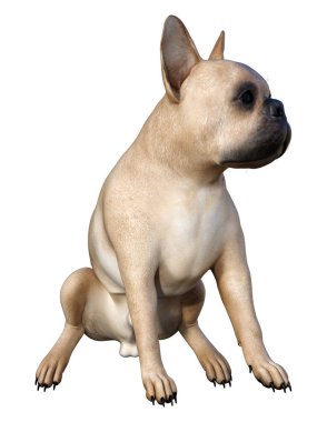 Beyaz üzerinde 3D render Fransız Bulldog