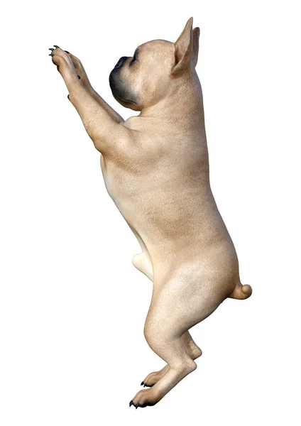 3D rendering franska Bulldog på vit — Stockfoto