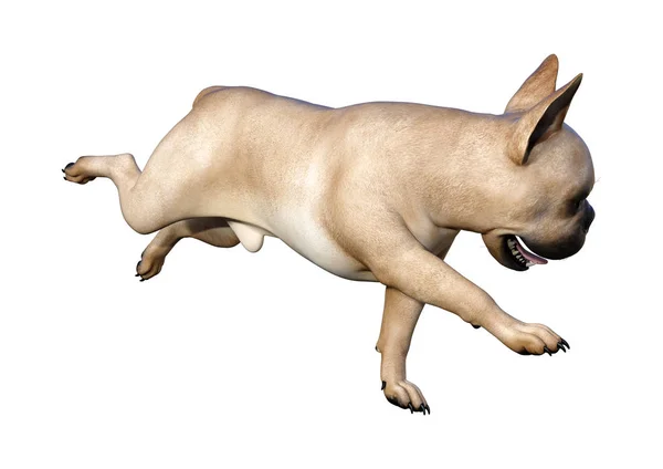 3D Rendering French Bulldog on White — Stock Photo, Image