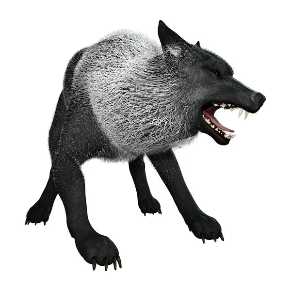 3D Rendering Schwarzer Wolf auf Weiß — Stockfoto
