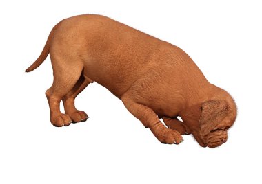 Beyaz üzerinde 3D render Puppy