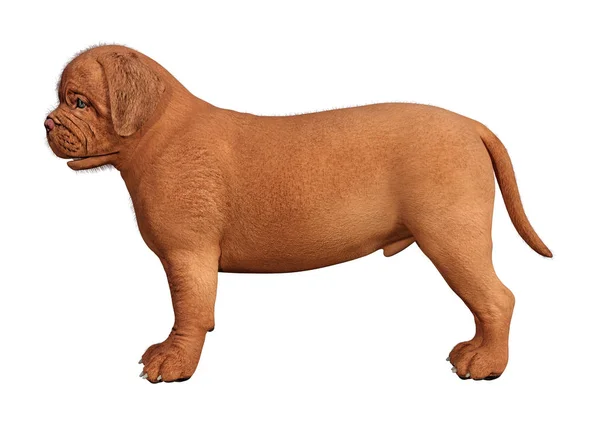 3D rendering Puppy a fehér — Stock Fotó