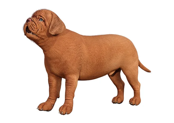 3D rendering puppy op wit — Stockfoto
