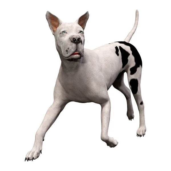 3D Render Grat perro danés en blanco —  Fotos de Stock