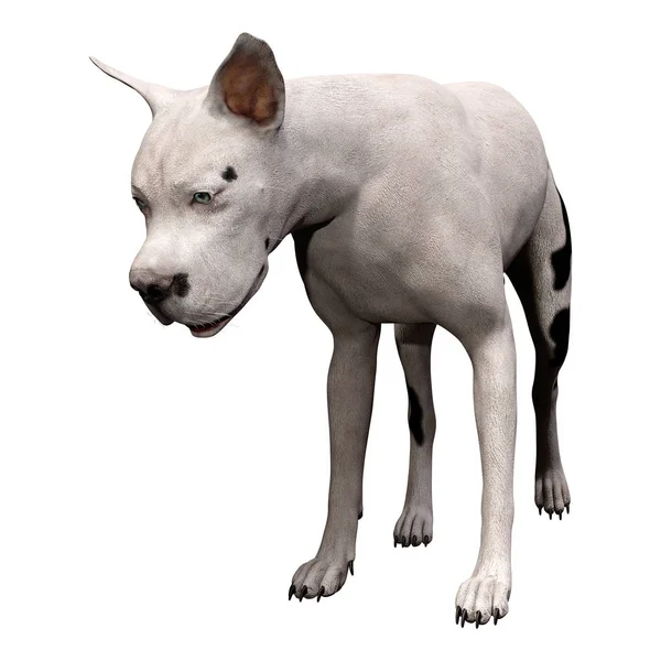 3D renderização Grat Dane Dog em branco — Fotografia de Stock