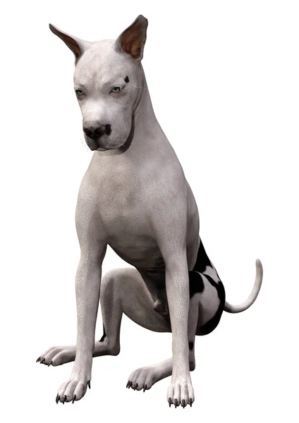 3D rendering grat dane dog auf weiß — Stockfoto