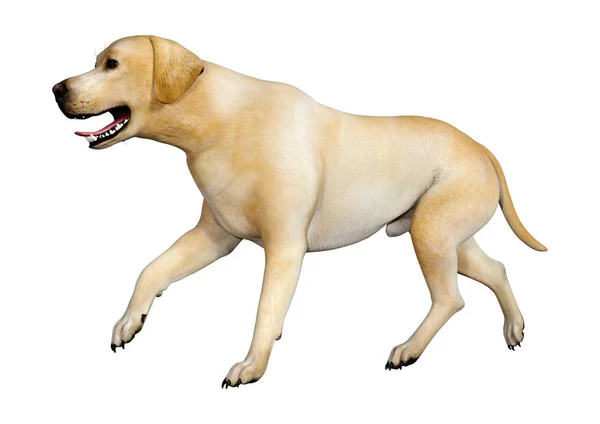 3D render Labrador köpeği beyaz — Stok fotoğraf