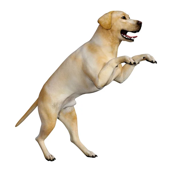 3D renderowania Labrador Pies na białym — Zdjęcie stockowe