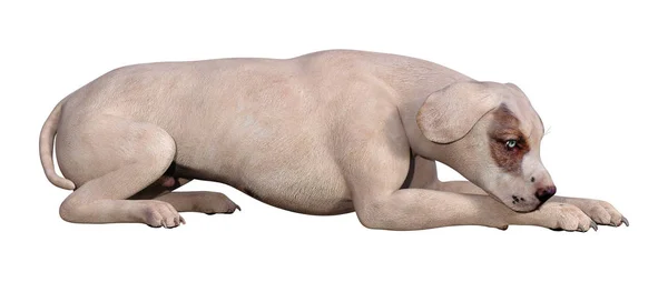 Perro de representación 3D con ojos azules en blanco —  Fotos de Stock