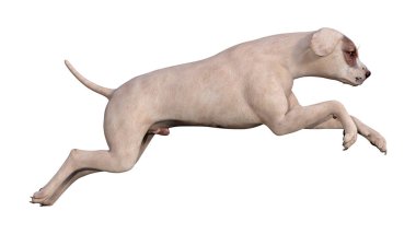 Beyaz Mavi Gözlü 3d Rendering Köpek