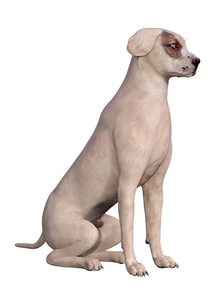 Cão de renderização 3D com olhos azuis no branco — Fotografia de Stock