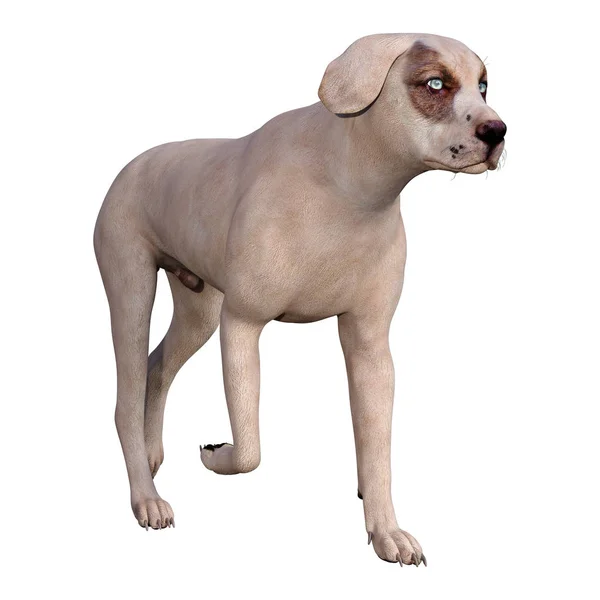 3D Rendering Dog with Blue Eyes on White — Stock Photo, Image