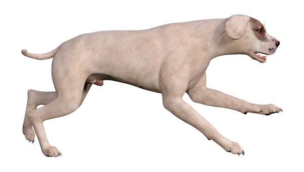 3D rendering hond met blauwe ogen op wit — Stockfoto
