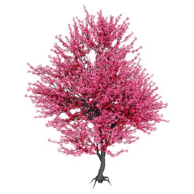 3d Rendering Kırmızı Blooming Sakura Ağacı Beyaz