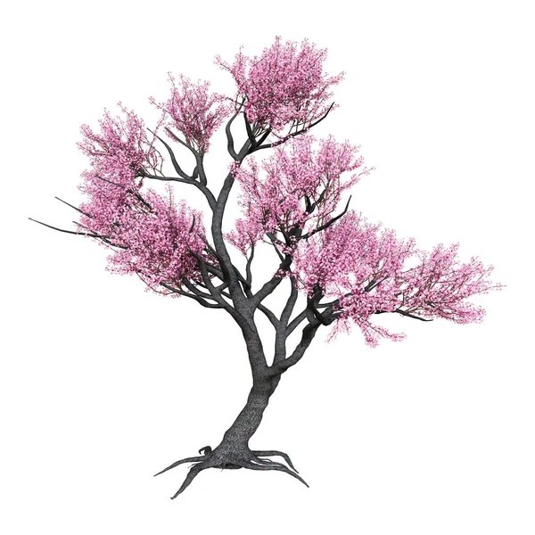 3D renderização rosa florescendo árvore Sakura em branco — Fotografia de Stock
