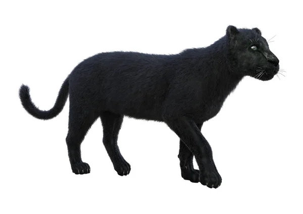 3D-рендеринг черной пантеры на белом — стоковое фото