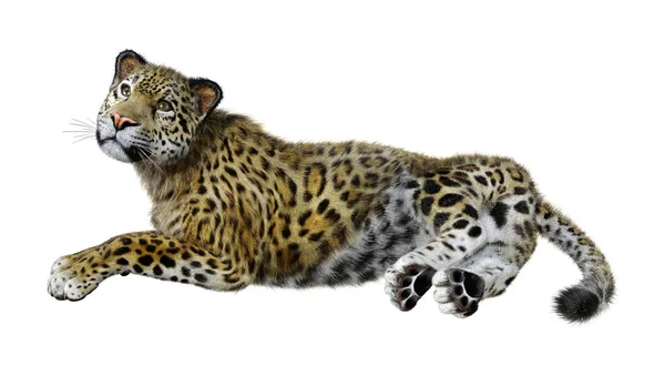 3D rendering nagymacska Jaguar-fehér — Stock Fotó