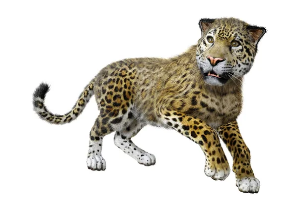 3D vykreslování Jaguar velké kočky na bílém — Stock fotografie
