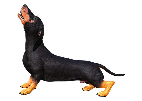 Beyaz 3d Rendering Dachshound — Stok fotoğraf