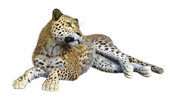 3D rendering nagymacska Leopard fehér — Stock Fotó