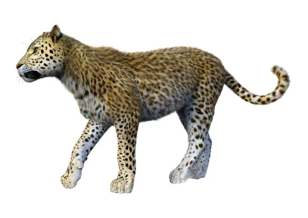 Rendu 3D Big Cat léopard sur blanc — Photo