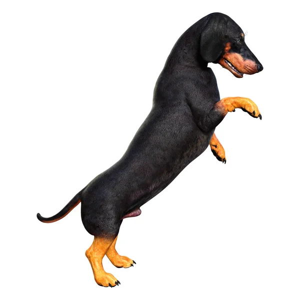 3d 渲染 Dachshound 在白色 — 图库照片