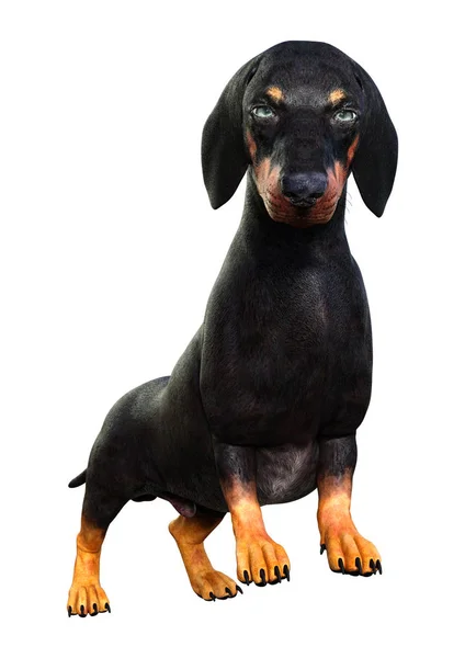 3D rendering Dachshound op wit — Stockfoto