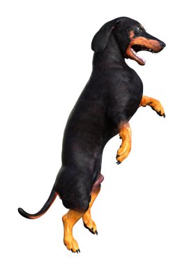 Beyaz 3d Rendering Dachshound