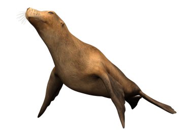 Beyaz 3d Rendering Harbor Seal