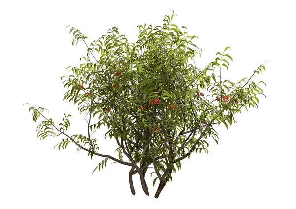 3d Rendering Elderberry Bush Beyaz — Stok fotoğraf