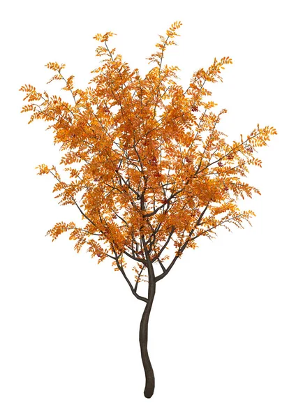 3D Rendering Rowan Trees on White — Stock Photo, Image