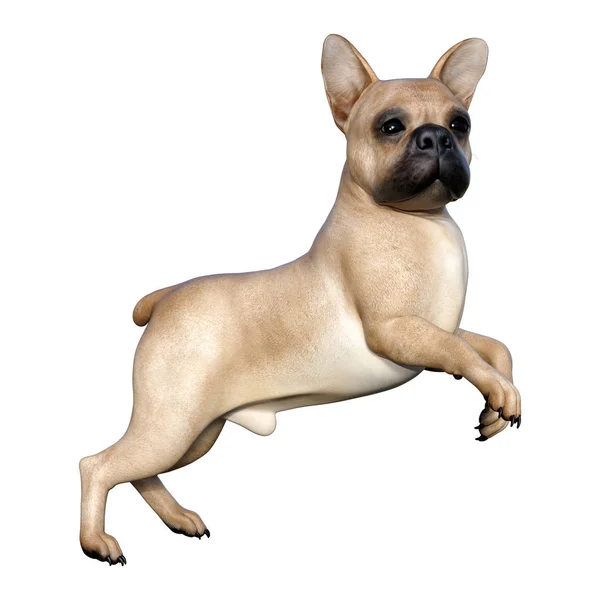 3D vykreslování francouzského Bulldoga na bílém — Stock fotografie