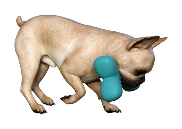 3D Rendering Französische Bulldogge auf Weiß — Stockfoto