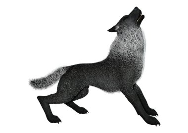 3D render siyah üzerine beyaz kurt