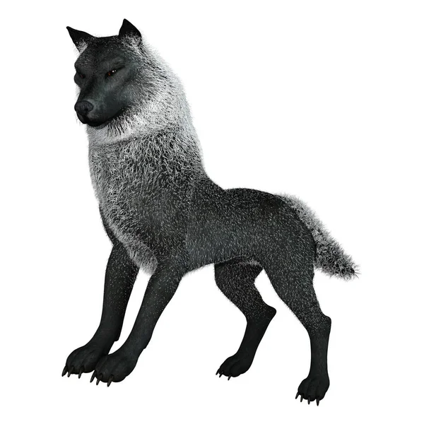 3D Rendering Black Wolf on White — Stock Photo, Image