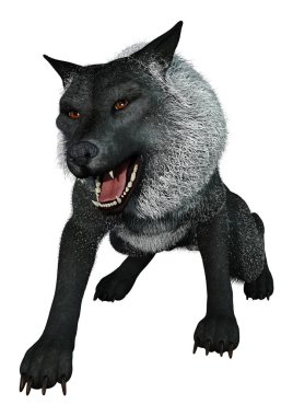 3D render siyah üzerine beyaz kurt