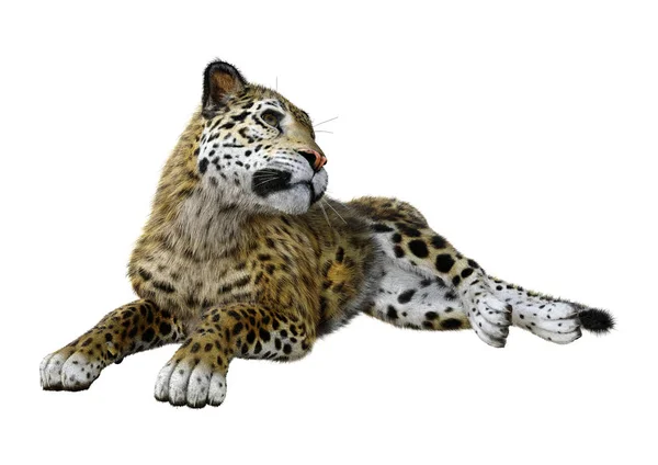 3D renderização Big Cat Jaguar em branco — Fotografia de Stock