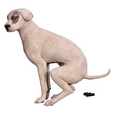 Beyaz 3d Rendering Crossbreed Köpek