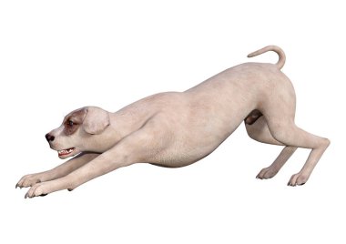 Beyaz 3d Rendering Crossbreed Köpek